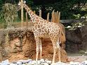 Giraffe (3)